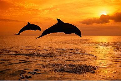 曝《四海兄弟：故乡》首周销量80万套 PS5版最多