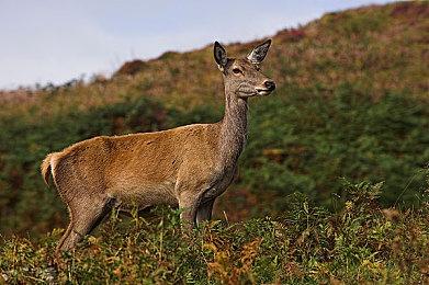 迎接“曙光”DLC 《怪物猎人：崛起》Ver.3.9更新及新手助力装备24日发布